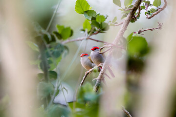 red browed finch
