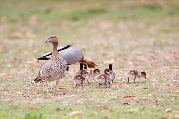 Wood duck with ducklings
