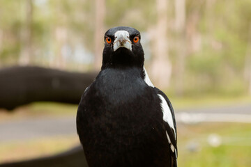 Close up of Magpie