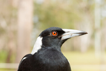 Close up of Australian Magpie