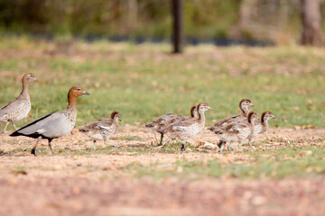 Wood duck and ducklings