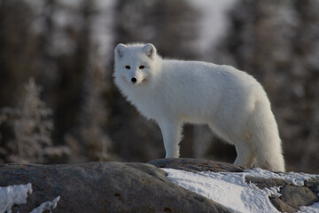 Arctic fox or Vulpes Lagopus in white winter coat with trees in the background looking at the...