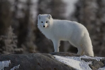 Papier Peint photo Renard arctique Arctic fox or Vulpes Lagopus in white winter coat with trees in the background looking at the camera, Churchill, Manitoba, Canada