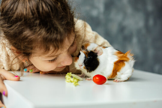 Close up photo little girl watching, playing, feeding small spotty guinea pig sit on table with vegetables. Time to eat
