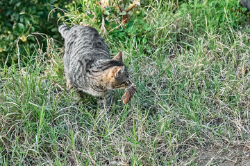 Cute tabby cat playing with the captured mouse. Gray striped cat hunting a mouse in green grass. Cat with prey in his teeth.
