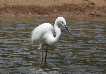 Great egret bird standing in a pond of water