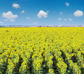 Summer blossoming sunflowers  (Helianthus annuus) field and town on horizont