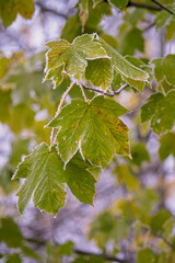 Close up of frosty frozen leaf