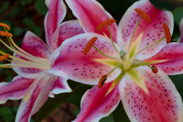 Lilies: What's in the Garden