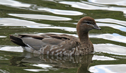Australian wood duck bird swimming in a pond of water