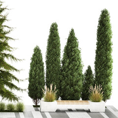  Garden of thuja and cypress trees, spruce, fir with Miscanthus bushes on a white background