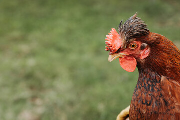 Isolated red chicken breed in an organic farm