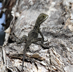 Baby water dragon lizard reptile standing on a tree trunk