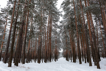 Fototapeta premium winter forest landscape, around pines and snowdrifts, winter.