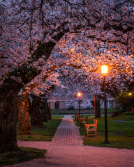 Cherry blossoms at the University of Washington © Nicholas