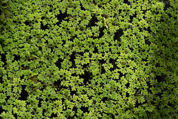 Fresh azolla trees on nature background.