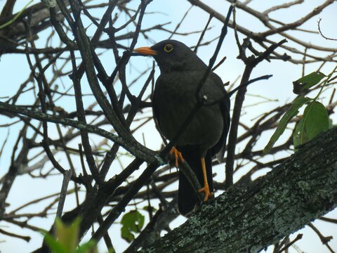 Beautiful bird specimen of Blackbird &ndash; Mirla (Turdus fuscater) perching in a tree, typical bird of the Bogota city.