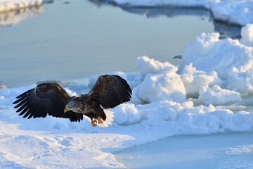 Bird watching with floating ices in winter