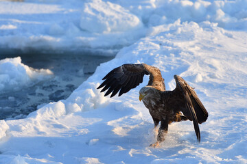 Bird watching with floating ices in winter