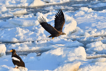 Bird watching with floating ices in winter