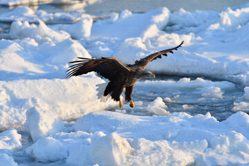 Bird watching with floating ices in winter