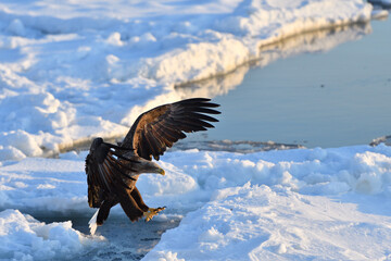 Bird watching with floating ices in winter