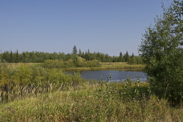 Pylypow Wetlands on a Clear Summer Day