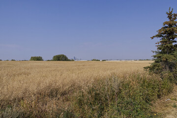 Fototapeta na wymiar Wheat field on a Summer Day