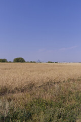 Obraz premium Wheat field on a Summer Day