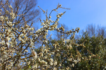 Blossoming branches