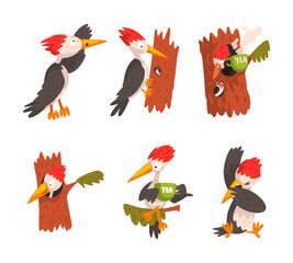 Funny Woodpecker Character as Comic Woodland Flying Creature Vector Set