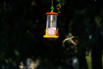 Colibrí al ataque © Juanif16
