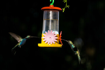 Colibrí al ataque © Juanif16