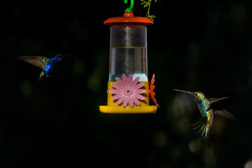 Colibrí al ataque © Juanif16