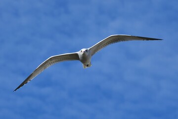 seagull in flight