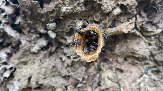 Sting less bees, heterotrigona itama hive on anthill, termite nest, clip for medicinal natural the purest honey product  
