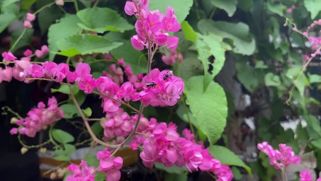 Sting less bees Heterotrigona itama on coral vine, queen's wreath,  bloom flowers, medicinal natural honey the purest honey product clip 
