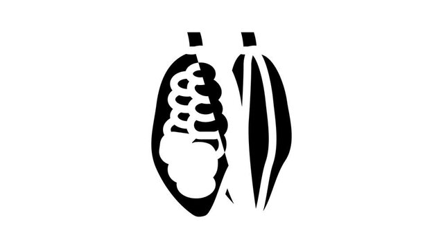 cocoa beans glyph icon animation
