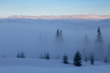 Fototapeta na wymiar Spruce trees and fir trees breaking through clouds and fog in winter mountains