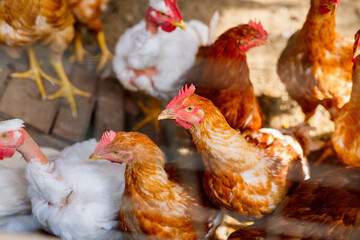 Chickens in small family farm