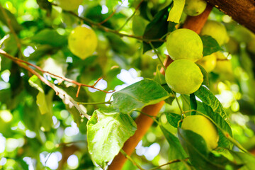 Amalfi lemons in Italy