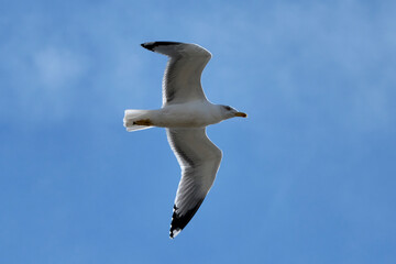 seagull in flight