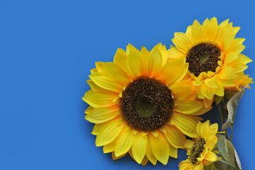 girassois lindos decorativos cartão 