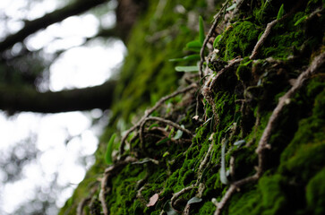 A beautiful old tree covered with moss