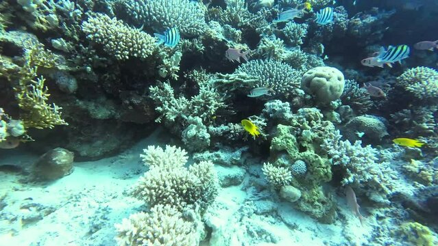 Large and small fish on the coral reef with hard corals and soft corals, camera pans from left to right