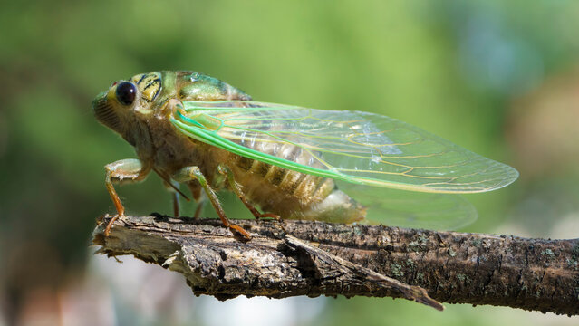 Side view of Insect of the species commonly known as cicadas, cicadas or coyuyos