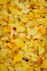 京都の秋　イチョウの絨毯　風景　壁紙