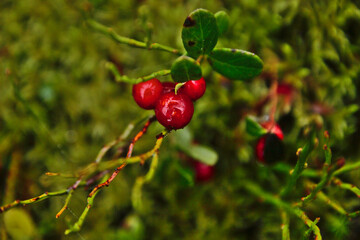 A yellow candle, a blue tree with sodalites, and a notebook. Ukrainian colors.