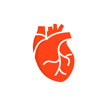 Human heart medical vector desease cardiovascular organ anatomy. Healthy human heart organ shape flat icon.