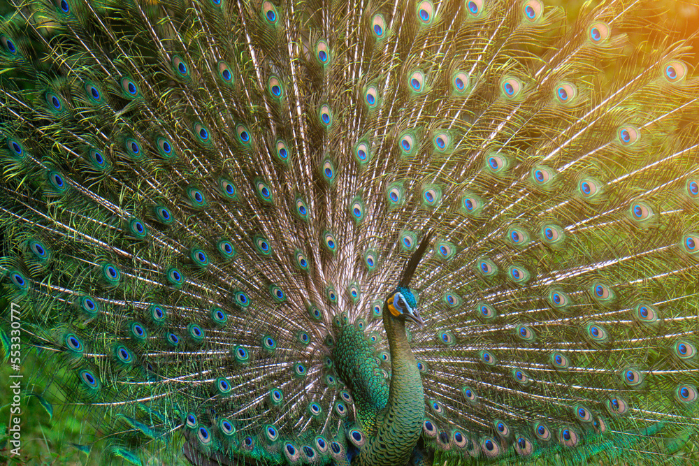 Wall mural beautiful female and male peacock with beautiful color flying